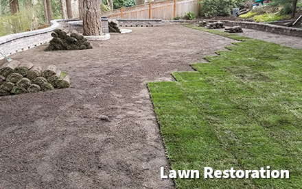 Lawn Restoration